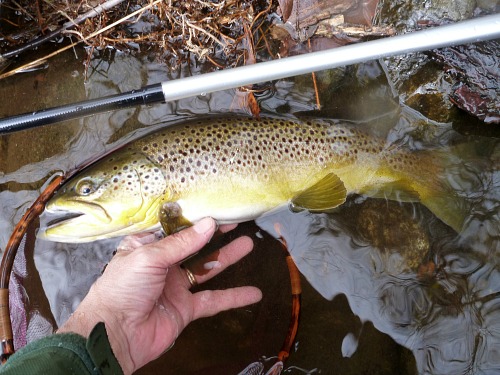 Angler holding nice brown trout at the water's surface
