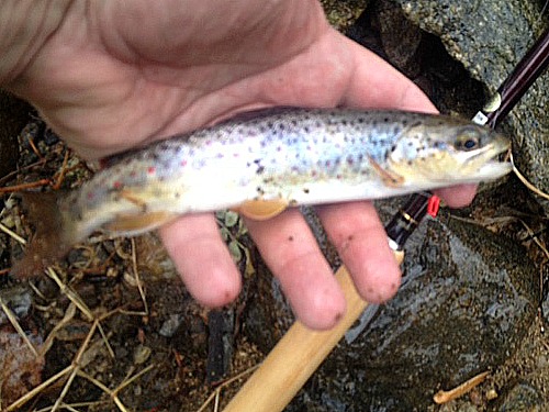 Angler holding small brown trout. Tenkara rod in background.