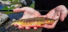 Angler holding golden trout