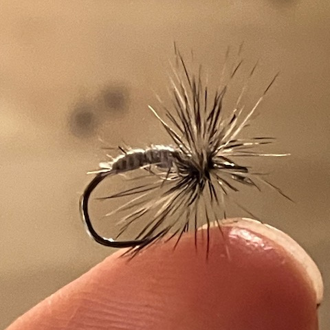 gray-grizzly-2-cropped