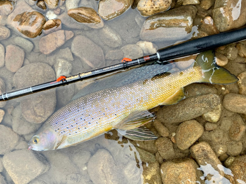 Arctic grayling alongside a TenkaraBum 36