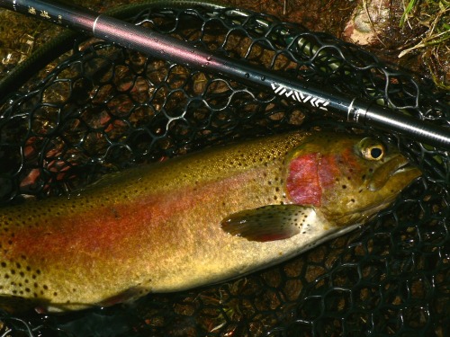 Daiwa Kiyose 43M with trout in net.