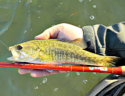 Angler holding Guadalupe Bass and Tenryu Furaibo TF39 tenkara rod
