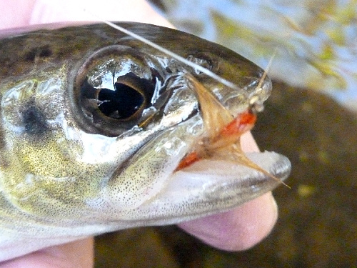 Small brown trout with Hen and Hound fly visible in its mouth.