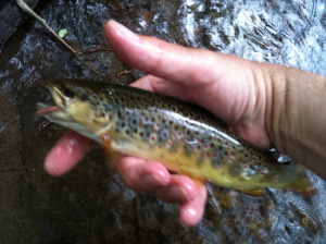 Angler holding small brown trout