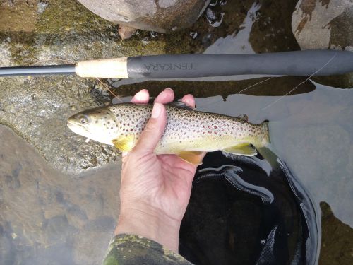 Angler holding brown trout alongside Shimano tenkara rod