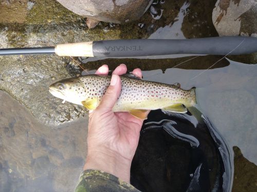 Angler holding brown trout alongside Shimano Honryu Tenkara 44NP