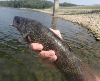 Walleye at Hillsdale lake
