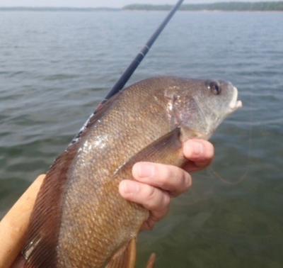 Freshwater Drum