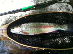 Rainbow trout in net