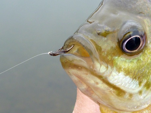 Bluegill sunfish showing  the horsehair fly in its mouth.