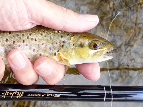 Angler holding brown trout caught with the horsehair fly