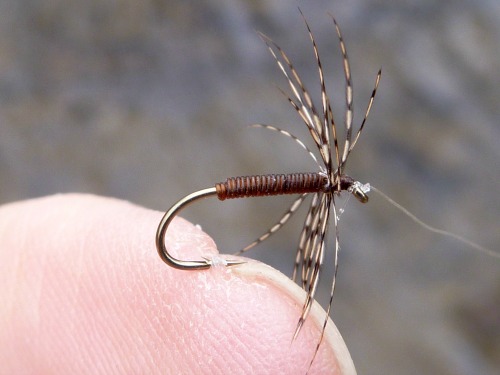 Simple fly tied with sparse brown partridge hackle and brown horsehair body, which has translucent coloring similar to the mayfly nymph bodies.
