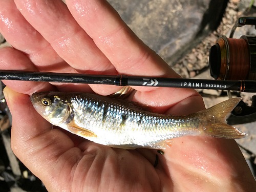 Angler holding common shiner alongside Daiwa Iprimi 56XXUL-S