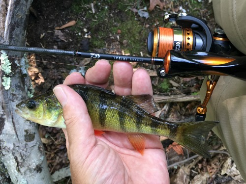 Angler holding a small yellow perch. Daiwa Iprimi 56XXUL-S in the the background.