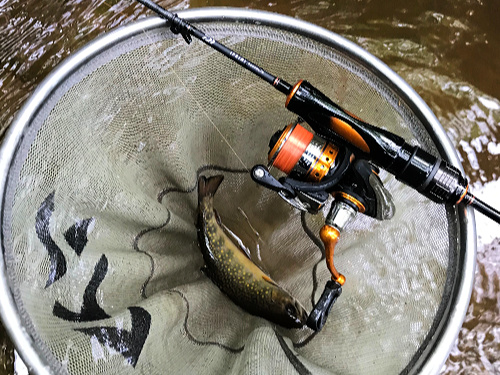 Brook trout in net. Daiwa Iprimi 56XXUL-S resting on net hoop.