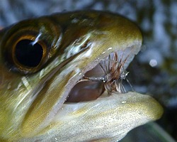 Brown trout with Adams fly in its mouth
