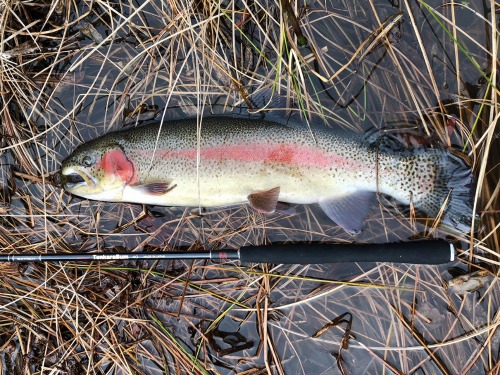 Rainbow trout at water's surface, alongside TenkaraBum 40.