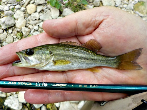 Angler holding Nissin Air Stage Hakubai and very small bass