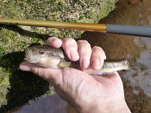 Creek chub caught on a CDC & Elk fly