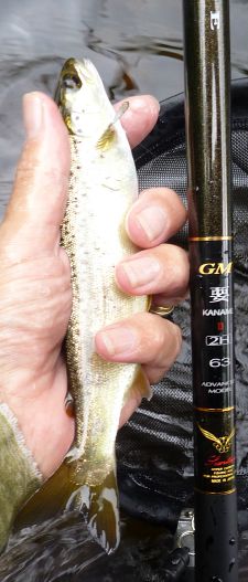 Atlantic Salmon Parr and Suntech Kaname 2H 63