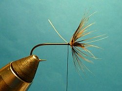 Hackle wrapped and tied off.