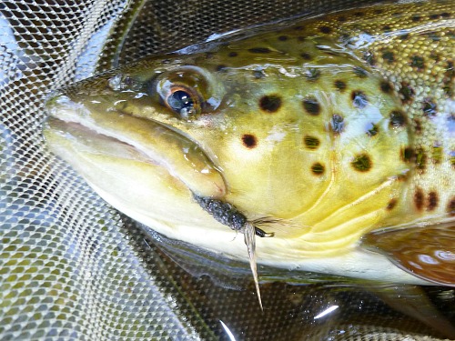 Large brown with Keeper Kebari in the corner of its mouth