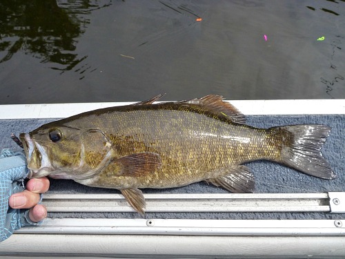 Smallmouth bass on side of boat with markers on line in the background