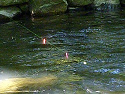 Keiryu markers on line with stream in background