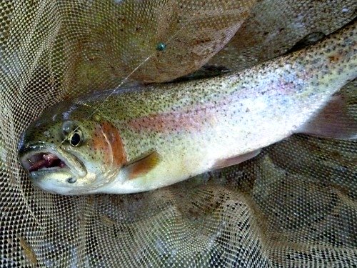 Rainbow trout in net, with hook and worm visible in its mouth