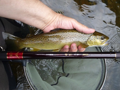 Suntech Keiryu Sawanobori and brown trout