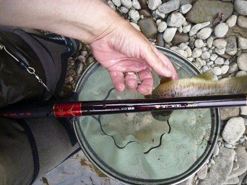 Trout sliding out of angler's hand, falling into the net