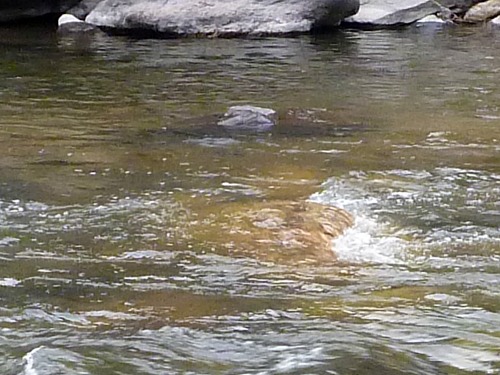 Slide: Photo showing close up of a small rock in the middle of the eddy