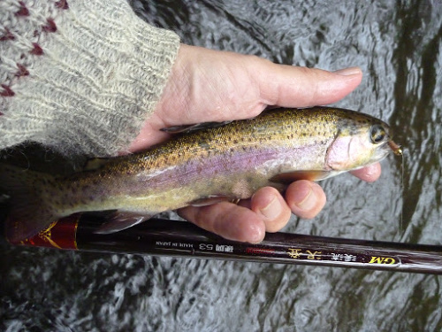 Rainbow trout with Keiryu Sawanobori 53