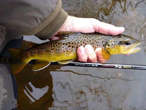 Angler holding brown trout and GM Keiryu Special 27