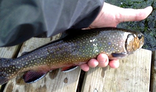 Angler holding large brook trout.