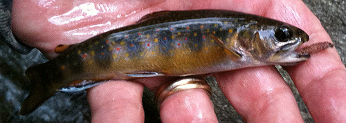 Small brook trout caught with Killer Bug