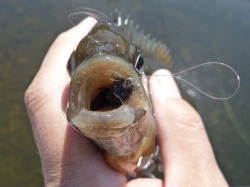 Angler holding bluegill with a black Killer Bugger in its mouth