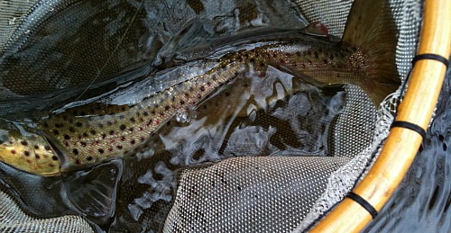 Brown trout in net