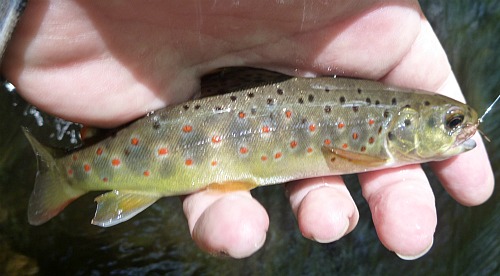 Small brown trout caught with Killer Kebari