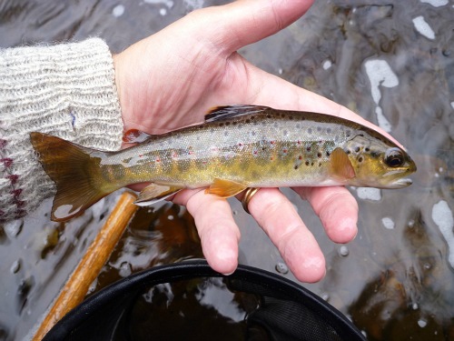 Angler holding small brown trout above the net.