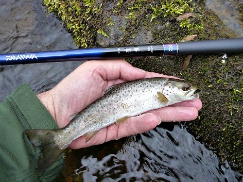 kiyose 30 small trout