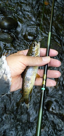 Angler holding small brown trout and Shimotsuke Kiyotaki