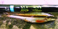 Blacknose Dace