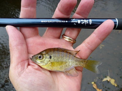 Very small bluegill and Nissin Kosasa rod