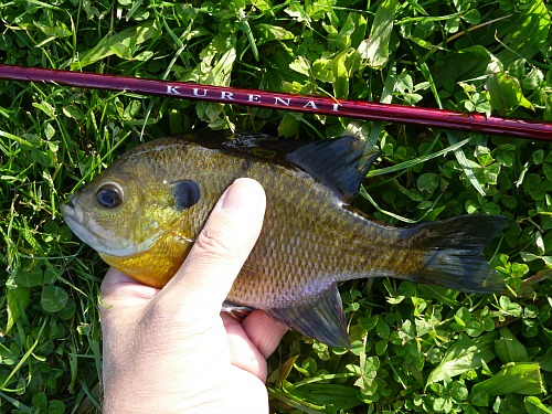 Suntech Kurenai and bluegill