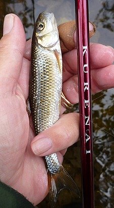 Angler holding small fallfish alongside a Suntech Kurenai rod