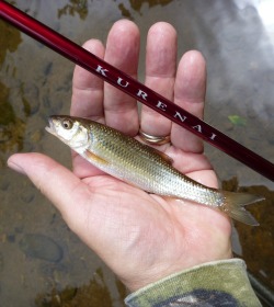 Angler holding small fallfish and Suntech Kurenai