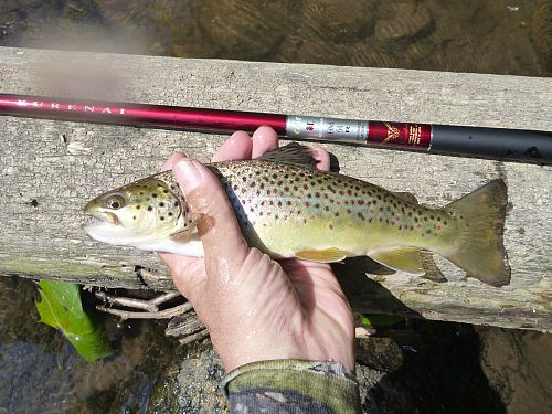 Angler holding brown trout and Suntech Kurenai HM54R