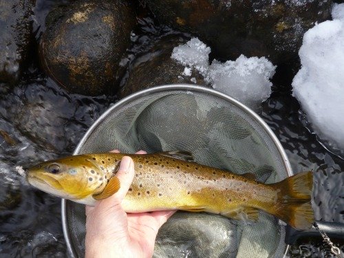 Angler holding brown trout over net